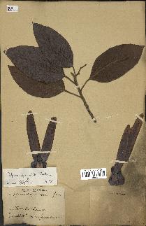 spécimen de Dipterocarpus alatus