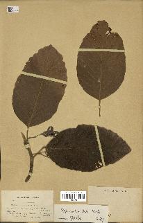 spécimen de Dipterocarpus alatus