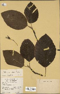 spécimen de Dipterocarpus alatus