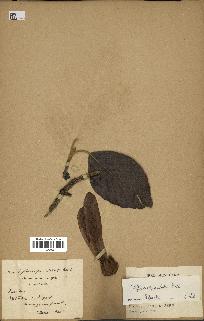 spécimen de Dipterocarpus alatus
