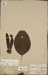 spécimen de Dipterocarpus alatus