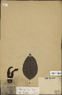 spécimen de Dipterocarpus alatus