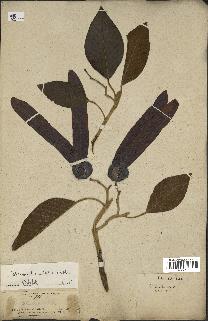 spécimen de Dipterocarpus alatus