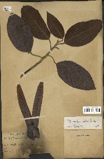 spécimen de Dipterocarpus alatus