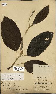 spécimen de Dipterocarpus alatus