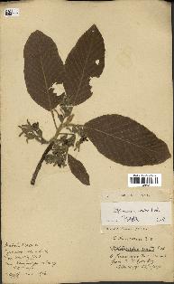 spécimen de Dipterocarpus alatus