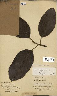 spécimen de Dipterocarpus alatus