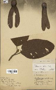 spécimen de Dipterocarpus alatus