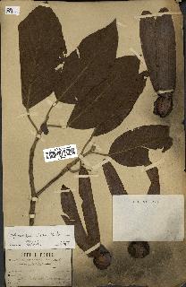 spécimen de Dipterocarpus alatus