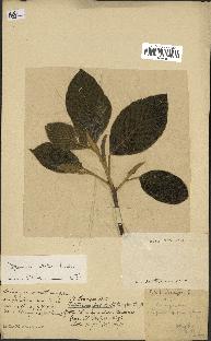 spécimen de Dipterocarpus alatus
