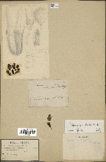 spécimen de Dipterocarpus alatus