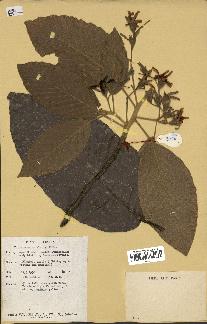 spécimen de Dipterocarpus alatus