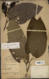 spécimen de Dipterocarpus alatus
