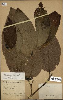 spécimen de Dipterocarpus alatus