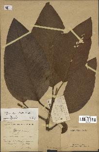 spécimen de Dipterocarpus alatus