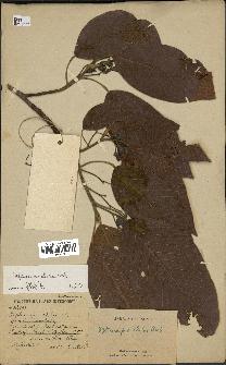 spécimen de Dipterocarpus alatus