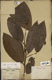 spécimen de Dipterocarpus alatus
