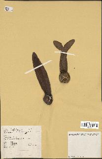 spécimen de Dipterocarpus alatus
