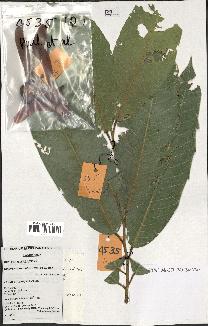spécimen de Dipterocarpus alatus