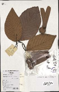 spécimen de Dipterocarpus alatus