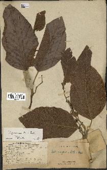 spécimen de Dipterocarpus alatus