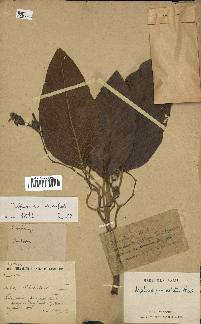 spécimen de Dipterocarpus alatus