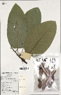 spécimen de Dipterocarpus alatus