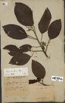 spécimen de Dipterocarpus alatus