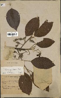 spécimen de Dipterocarpus alatus