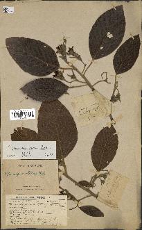 spécimen de Dipterocarpus alatus