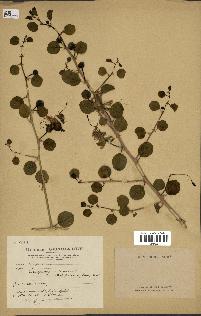 spécimen de Capparis spinosa