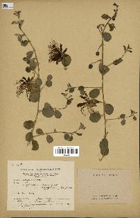 spécimen de Capparis spinosa