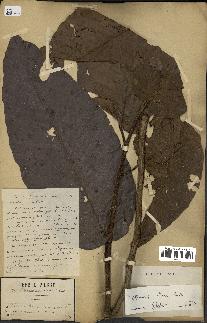 spécimen de Dipterocarpus alatus