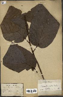 spécimen de Dipterocarpus alatus