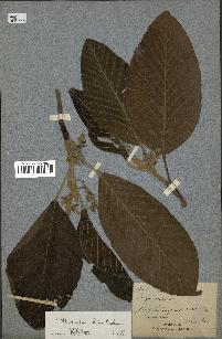 spécimen de Dipterocarpus alatus