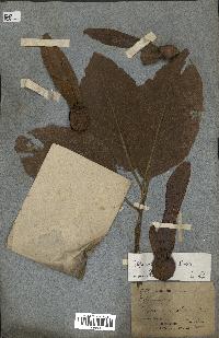 spécimen de Dipterocarpus alatus