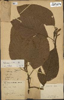 spécimen de Dipterocarpus alatus