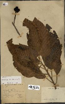 spécimen de Dipterocarpus alatus