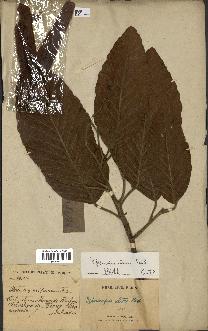 spécimen de Dipterocarpus alatus