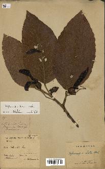 spécimen de Dipterocarpus alatus