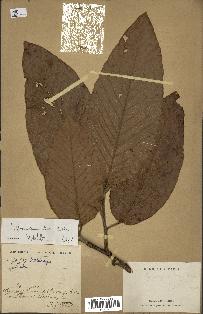 spécimen de Dipterocarpus alatus
