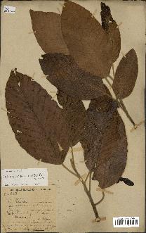 spécimen de Dipterocarpus alatus