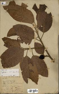 spécimen de Dipterocarpus alatus