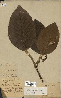 spécimen de Dipterocarpus alatus
