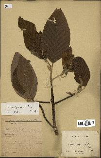 spécimen de Dipterocarpus alatus