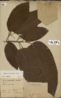 spécimen de Dipterocarpus alatus