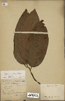 spécimen de Dipterocarpus alatus