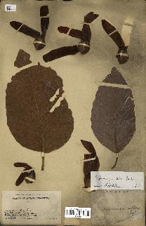 spécimen de Dipterocarpus alatus
