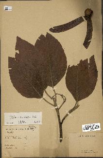 spécimen de Dipterocarpus alatus