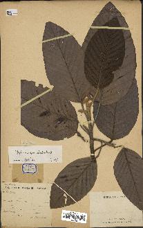spécimen de Dipterocarpus alatus